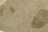 Fossil Fly and Partial Fish Plate - France #254204-1